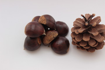 pine cone and chestnuts with autumn