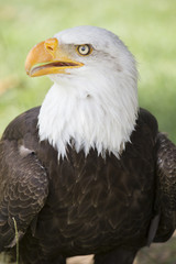 Close-up of bald eagle