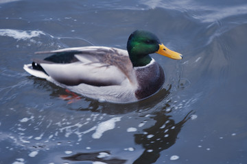 duck on the lake