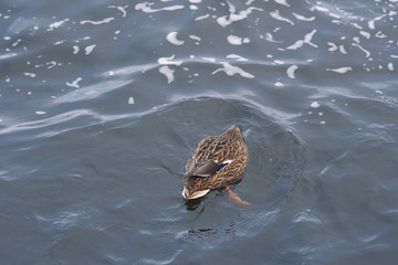 Duck diving in lake.