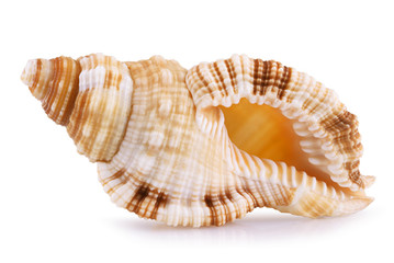 Sea shell isolated
