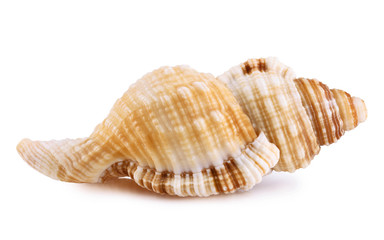 Obraz premium Sea shell isolated