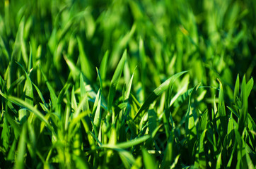  grass texture