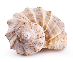 Sea shell isolated