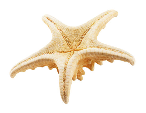 Starfish isolated white
