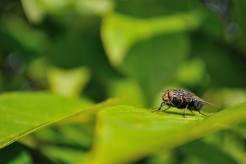 Detail view of house fly sitting on green leaf