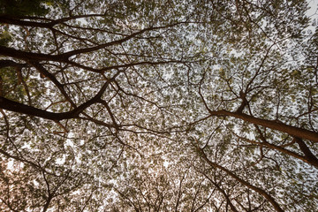 branch of Samanea saman, Big rain tree