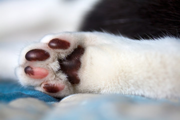 Closeup of cat's foot pillows