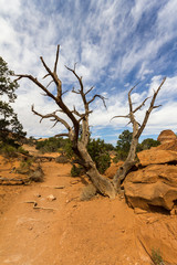 Fototapeta na wymiar Dead tree on Devil's Garden Trail, Arches National Park
