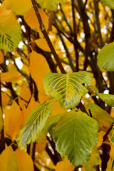 Осенний парк в столице Украины – Киеве