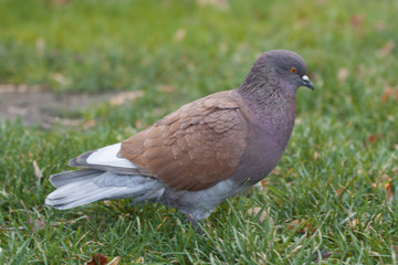 pigeon on the grass