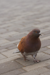 Pigeon walking on the floor