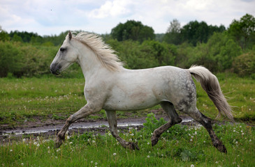 Naklejka na ściany i meble Fantastic picture of big and strong pure gray horse