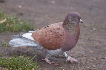 Pigeon walking on the floor