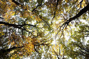 Fototapeta premium Sun-illuminated top of golden-leaved trees