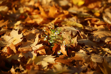 Flowers on fallen maple leaves
