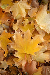 Blanket of fallen maple leaves