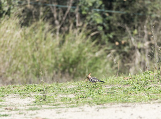 Upupa epops, hoopoe,