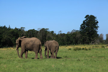 Fototapeta na wymiar elefantes