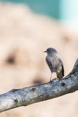 phoenicurus ochruros, black redstart,