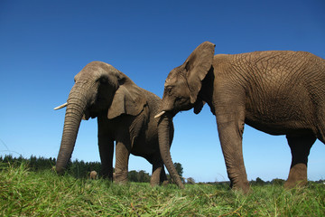 elefante