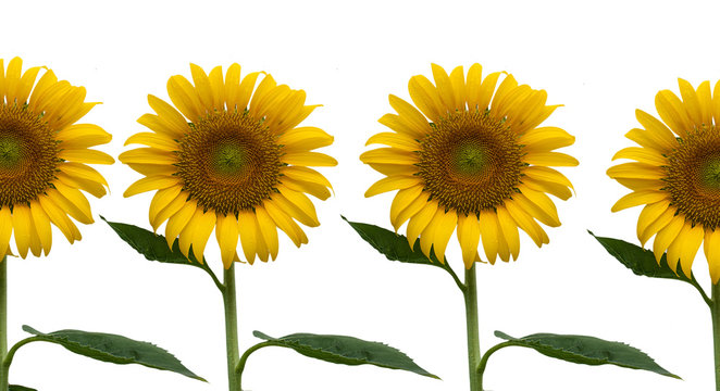 beauty yellow sunflower isolate background