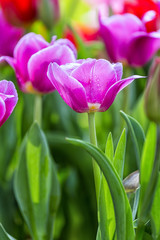 Purple Tulips bloom early morning with dew on petals lingered make flowers more beautiful and better spread in the garden