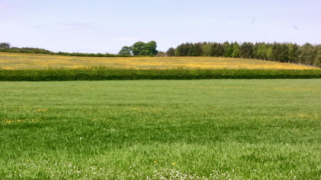 Panning shot across an open meadow of farmland grass in England on a breezy but sunny day. The grass will eventually be cut for silage or hay.