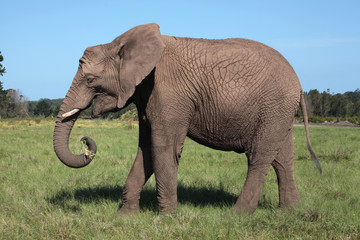 elefante