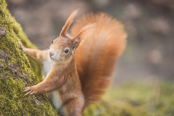 Eichhörnchen (Sciurus vulgaris) im herbstlichen Wald - obrazy, fototapety, plakaty