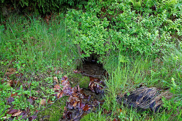 Mountain forest stream among grass and moss