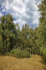Birch forest against the blue sky.