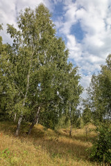 Obraz premium Birch forest against the blue sky