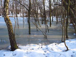 frozen pool of water in the forest in the wetland