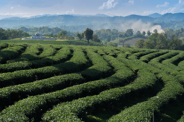 Chuifong Tea Plantation, Chiang Rai, Thailand