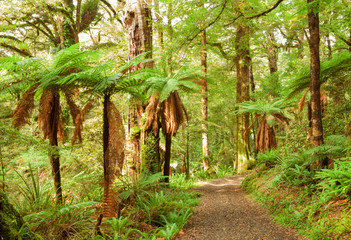 Naklejka premium Te Urewera Treks. Temperate rain forest with Fern trees, Te Urewera National Park, North Island, New Zealand