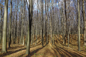 Bare trees in the autumn forest