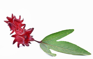 Roselle fresh on white background