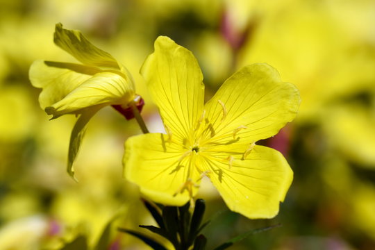 Nachtkerze - Sundrops (Evening Primrose)