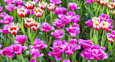 Tulip flower garden blooming in early sun as the flowers to collecting the sunlight and emit a scent to attract the bees