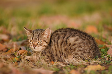 Portrait of a cat in park