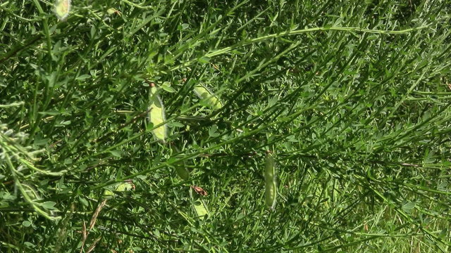 Common broom plant (Cytisus scoparius) in woodland in northern England. No flowers but developing seed pods which will burst late summer. Emblem of the Plantagenet kings from Latin 'planta genista'