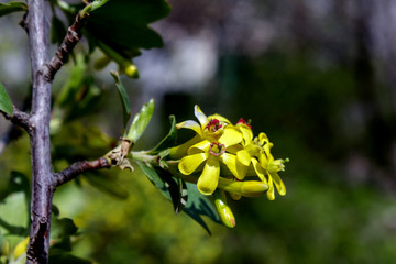 spring flowers