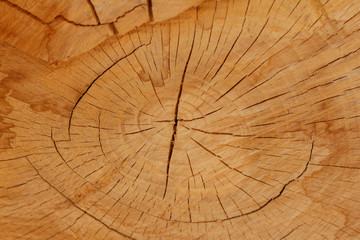 Structure of the tree trunk