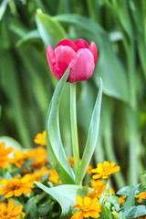 Tulip flowers thrive in gardens with 2 leaves meandering mix flowers like want to honor the beauty and elegance of this flower in the garden lovers