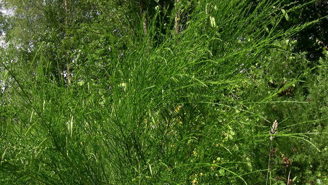 Common broom plant (Cytisus scoparius) in woodland in northern England. No flowers but developing seed pods which will burst late summer. Emblem of the Plantagenet kings from Latin 'planta genista'