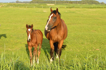 Mare with foal