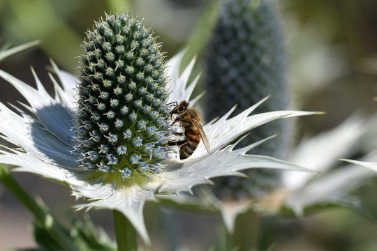 Biene auf Edeldistel