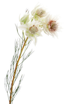 セルリア フロリダ Images Browse 4 Stock Photos Vectors And Video Adobe Stock