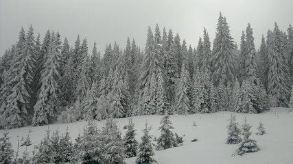 Obraz premium Forest in Winter